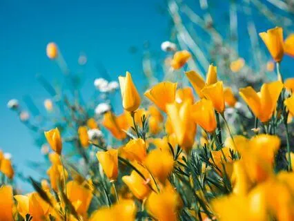 Morning Happiness Meditation