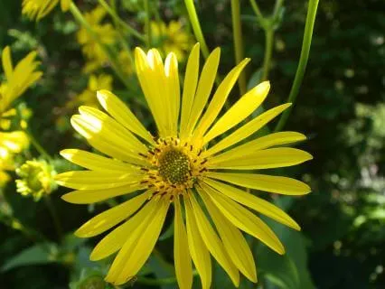 Morning Happiness Prayer