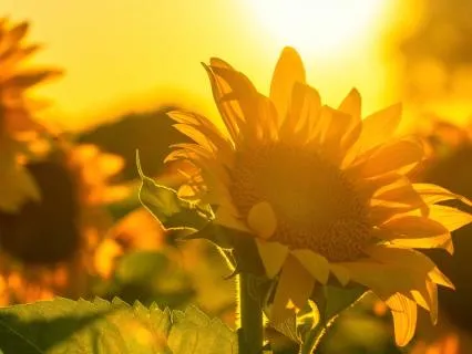 Morning Hope For Heavy Days: Affirmations For Strength
