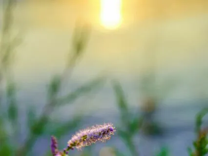 Morning Hope In Nature: A Vintage Poetry Reading