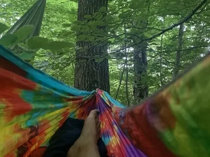 Morning In The Forest