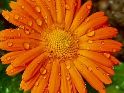 Morning In The Garden | Gentle Awakening For A Peaceful Day