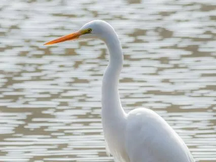 Morning In The Heron