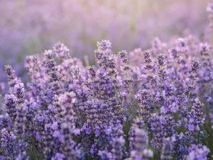 Morning Intention - 4 Minutes Of Lavender Calm