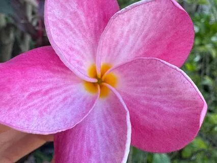 Morning Intention Meditation For Mothers