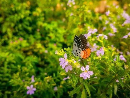 Morning Intention Prayer