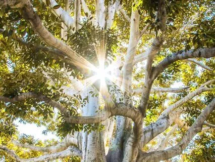 Morning Intention: Rooted And Grounded