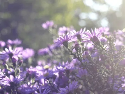 Morning Intention Setting