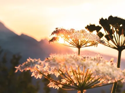 Morning Intention Setting & Heart Centering