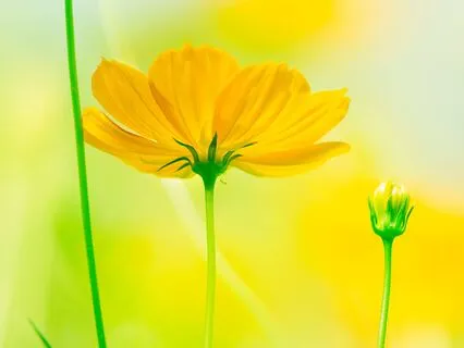 Morning Intention-Setting Meditation