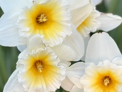 Morning Intention-Setting Meditation