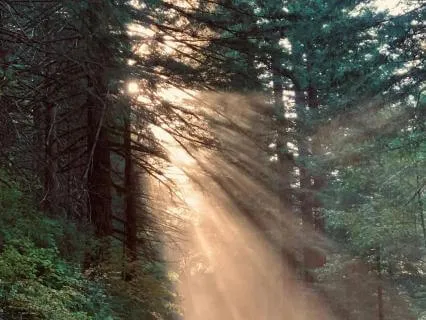Morning Intention: Your Ancestral Light