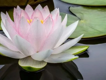 Morning Intentions: Breathwork & Gratitude