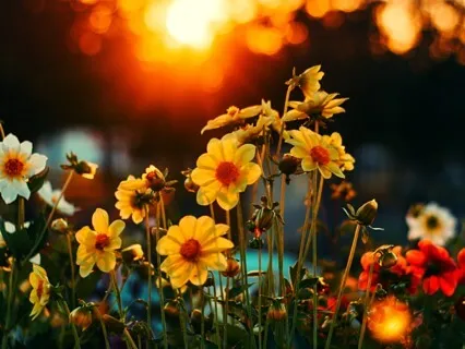 Morning Intentions In Bed