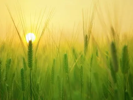 Morning Joy and Intention Meditation