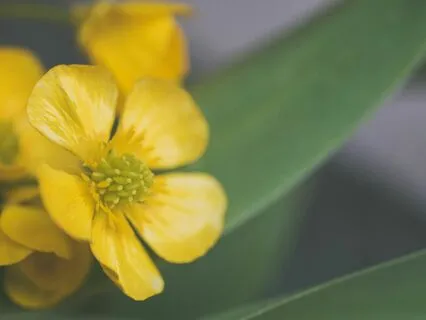 Morning Joy & Gratitude