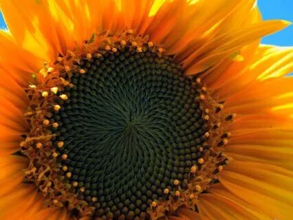 Morning Joy Meditation