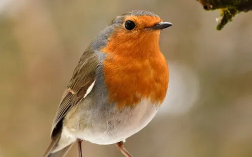 Morning Jungle River & Birds