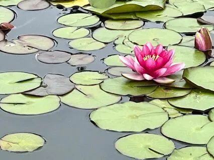 Morning Light For Children