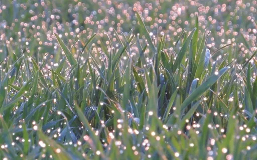 Morning Light Language Song