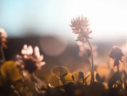 Morning Light - A Guided Practice To Start Your Day With Positive Intention 