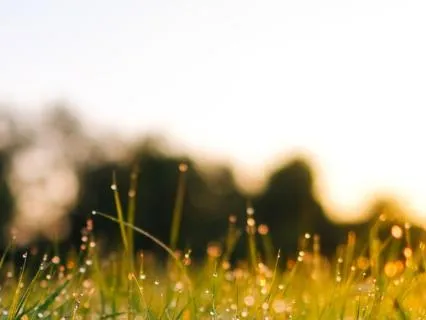 Morning Love And Abundance