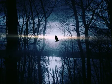 Morning Love with Guitar & Birds