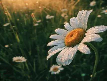 Morning Loving Kindness Meditation