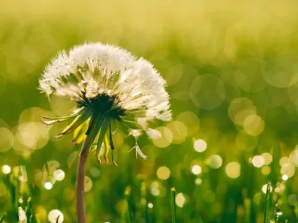 Morning Manifestation