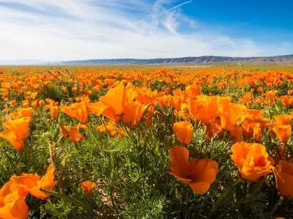 Morning Manifestation