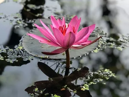 Morning Manifestation Breathwork Meditation