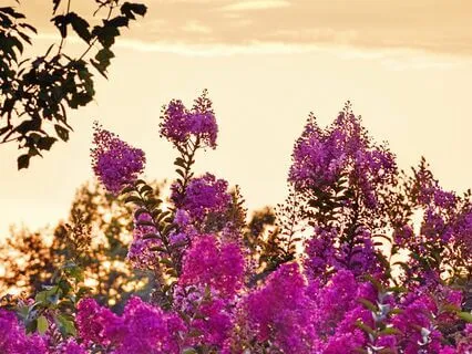 Morning Manifesting: 10-Minute Meditation