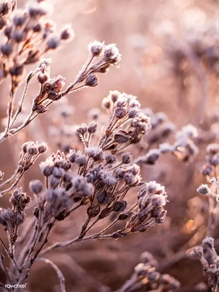 Morning Manifesting & Creation Meditation