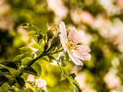 Morning Manifesting Practice