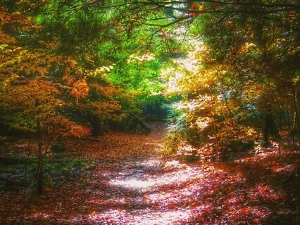 Morning Mantra Cinco - Mindful Walking