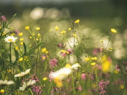 Morning Meadow Meditation