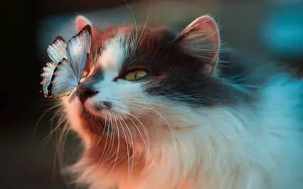 Morning Med - Active, Relaxed & In The Moment