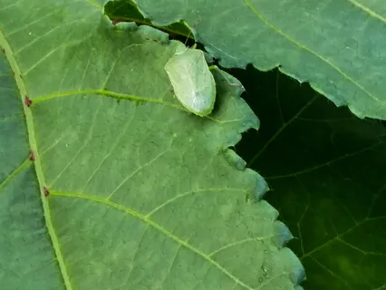 Morning Med-Discover