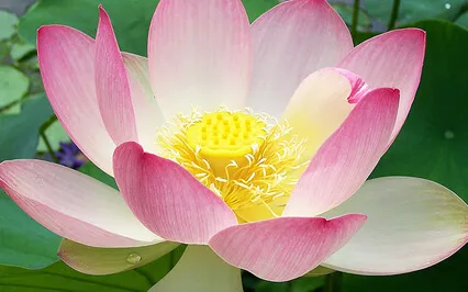 Morning Med - How Our Mind Works