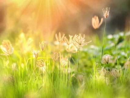 Morning Meditation For Balanced Living