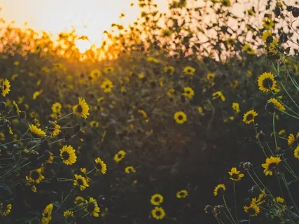 Morning Meditation (9 Minutes) - Extended