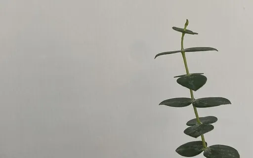 Morning Meditation - A Blank Canvas Within