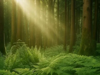 Morning Meditation: A Gentle Start