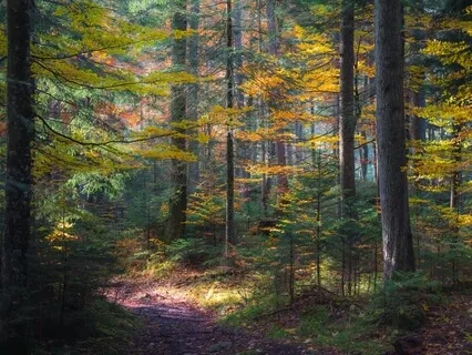 Morning Meditation - A New Day, A Fresh Start