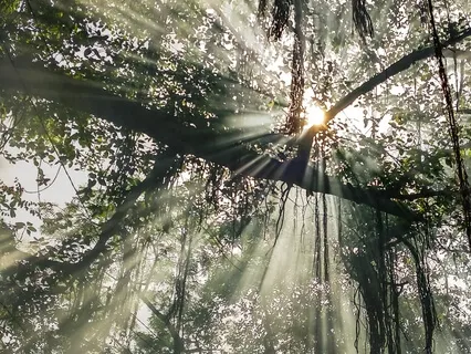 Morning Meditation & Intention Setting