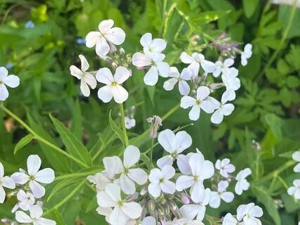 Morning Meditation And Intention