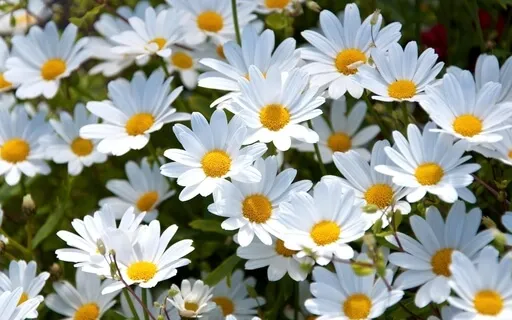 Morning Meditation: Attitude Of Gratitude