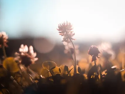 Morning Meditation - Awaken With Rumi