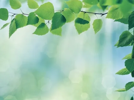 Morning Meditation: Body Scan For Peace And Relaxation