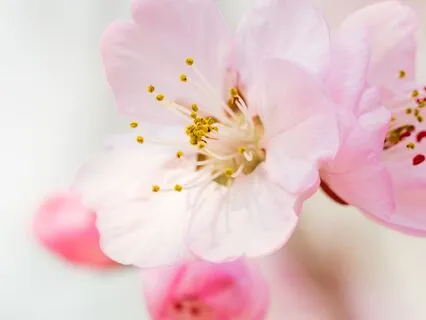 Morning Practice: Breathe, Soften, Begin